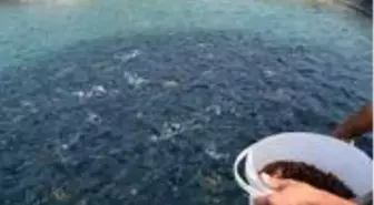 Denizi olmayan Malatya'dan 11 ülkeye balık ihraç ediliyor