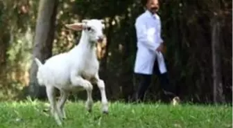 Sevimli kuzu Tarsus Doğa Parkı'nın maskotu oldu