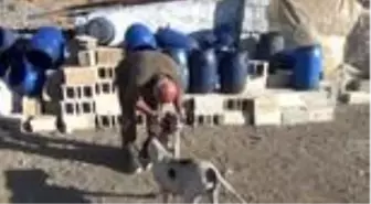 Üç ayaklı köpek sıcak tavırlarıyla ilgi odağı oldu