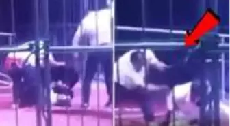 Sirkte gösteri yapan ayı, terbiyecisine saldırdı! Korkunç anlar kameraya yansıdı