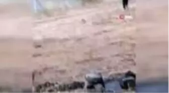 Hayvanları koruma gününde akıl almaz görüntüler