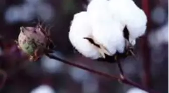 'Beyaz Altın' pamuk için toplandılar