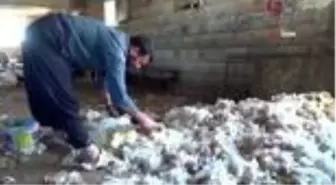 Eskiden tereyağı ile yarışan koyun yünleri elde kaldı