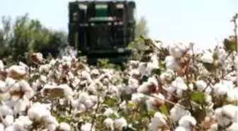 'Beyaz altın' üretiminde sevindiren hareketlilik