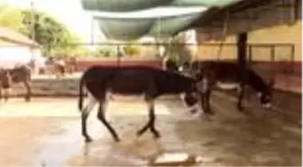 Aile çiftliğinde ürettiği eşek sütünü yurdun her yanına gönderiyor
