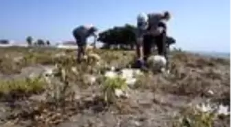 Akdeniz'de koruma altındaki kum zambaklarının bulunduğu bölgede temizlik