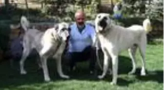 'Aksaray'dan Kangal köpeğine yoğun talep var'
