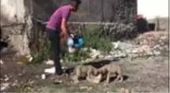 Bingöllü aşçıdan, çöp kenarlarında bulduğu yavru kedi ve köpeklere vefa