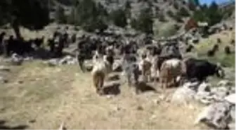 Konargöçerlerin köye inişleri başladı