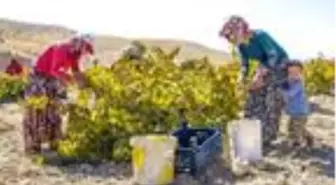 Mardin'de bağ bozumunda sona gelindi