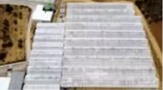 Uşak'ta 1000 metre rakımdaki jeotermal serada muz hasadı
