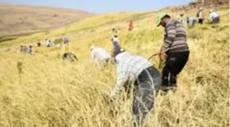 Son dakika haber | Siverek'te çeltik hasadına başlandı