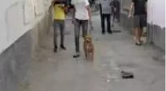 Son dakika haberleri | Adana polisi, pitbull cinsi 2 köpeği barınağa bıraktı