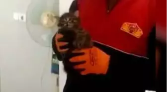 Bacada saatlerce mahsur kalan kedi kurtarıldı