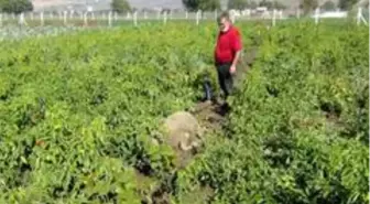 Başı boş köpekler dehşet saçtı