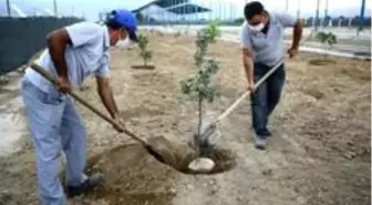 Büyükşehir Sakız ağaçlarını toprakla buluşturdu