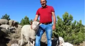 Koç gibi koç, tanesi 3 bin Euro