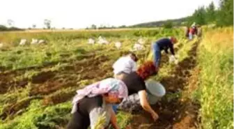 Kastamonu'da patates hasadı tamamlandı