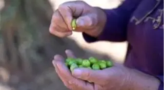 4 Bin 500 yıllık zeytin geçmişi olan Kilis'te zeytinin dalından sofraya yolculuğu