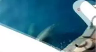 Antalya'da yunus balıkları tekneye eşlik etti