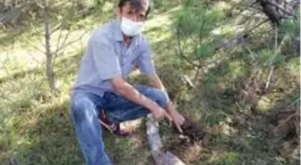 Kızgın damadın ormanlık alanı sulayarak yetiştirdiği mantarlar yok satıyor