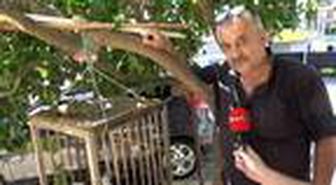 Kedi gibi ses çıkaran karga, görenleri şaşırtıyor