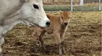 Klon sığır ailesi sürü oldu...Yeni dünyaya gelen yavru ilgi odağı