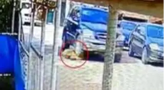 Yol ortasında duran köpeği ezip, yoluna devam etti! O anlar kameraya yansıdı