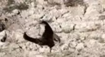 Boğazkent Kuş Halkalama İstasyonu'nda kuşlar takibe alınıyor