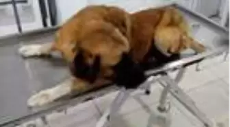 Son dakika haberleri! Sinop'ta köpeğe silahla saldırıya suç duyurusu