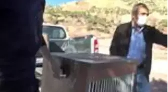 Şırnak'ta tedavisi tamamlanan 2 şahin, kartal ve kerkenez doğaya bırakıldı