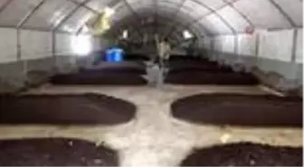 Solucanlara gözü gibi bakıyor