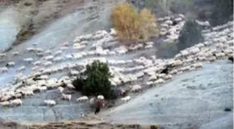 Yayla mesaisini tamamlayan Doğu Anadolu'daki göçerler dönüş yolunda