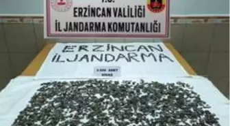 Erzincan'da 3 bin 988 adet sikke ele geçirildi