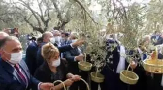 Hatay'da temsili zeytin hasadı