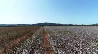 Kuraklığa rağmen, Aydın'da sulama sezonu sorunsuz sona erdi