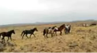 Özgürlüklerine düşkün yılkı atları havadan görüntülendi