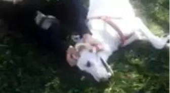 Tüfekle vurulan köpeğine sarılarak böyle feryat etti