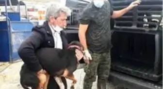 2 ayağından yaralanan köpek İstanbul'a tedaviye gönderildi