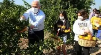 Mersinli çocuklar İzmirli depremzedeler için narenciye topladı