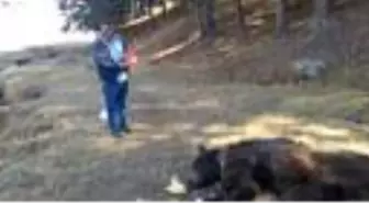 Yaralı boz ayıyı tavuk eti ile beslemeye çalıştılar