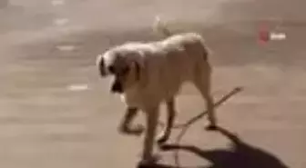 Çiftlik değil 'Okul'