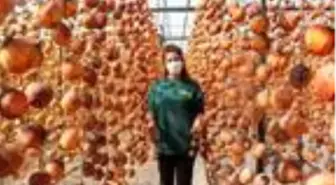 40 kilo ile başladı şimdi yıllık 50 ton cennet elmasını kurutup satıyor