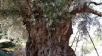 Asırlık zeytin ağaçları hasat ediliyor
