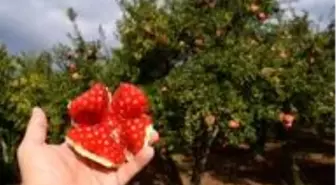 Bilecik'te yılda 6 bin ton üretilen 'Deve Dişi Nar' hasadı başladı