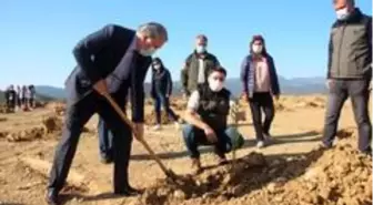 Hafriyat alanına 2 bin ağaç dikildi