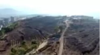 Hatay'da yanan ormanlık alanlar Milli Ağaçlandırma Günü'nde fidanla buluştu