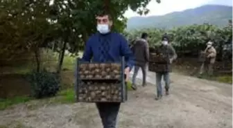 Kivinin ekonomiye katkısı her geçen yıl artıyor