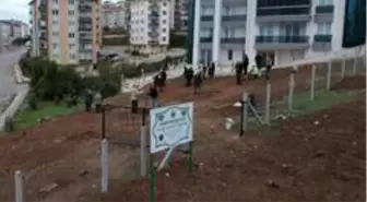 Sinop'ta asırlık zeytin fideleri toprakla buluştu