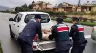 Yaralı halde bulunan köpek koruma altına alındı